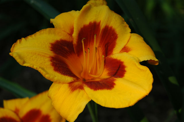 Sunny Day Lily