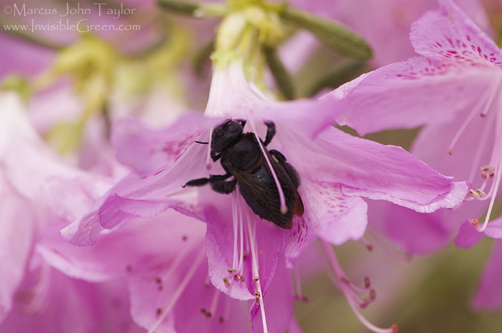 Bee in the Azaleas I
