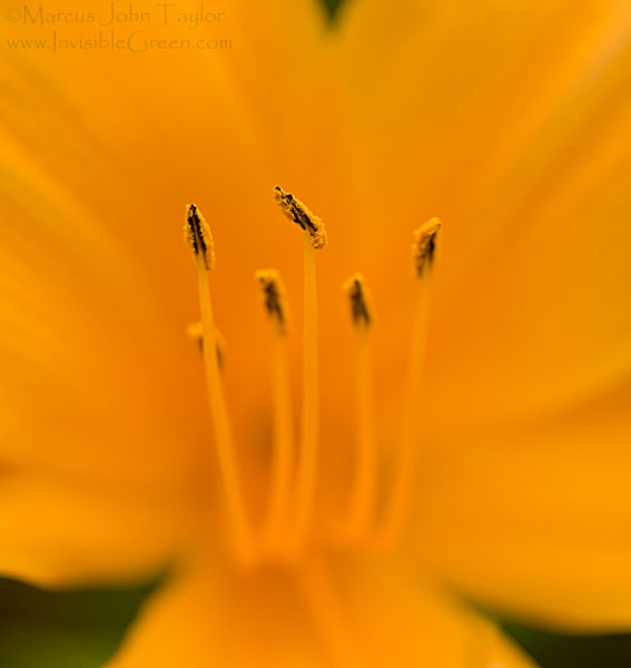 Florida Day Lily