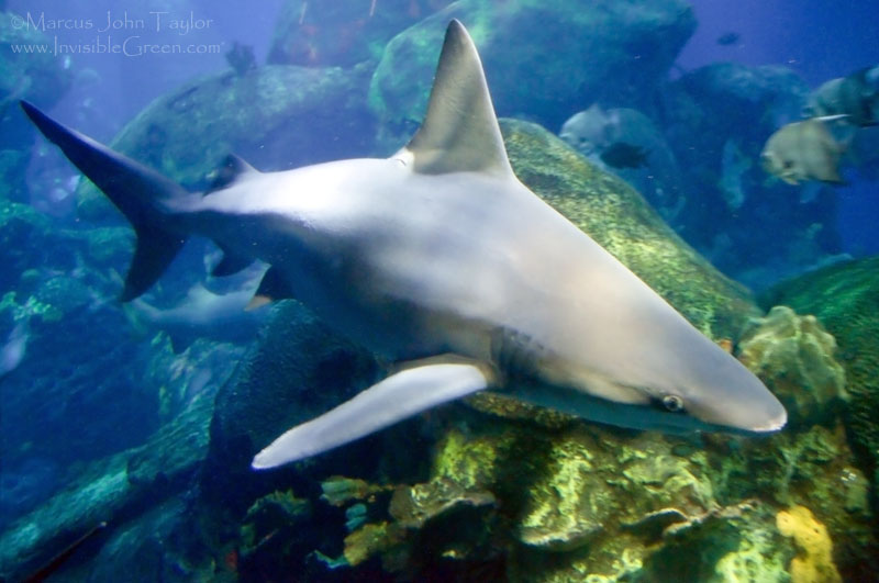 Tennessee Aquarium Sandbar Shark