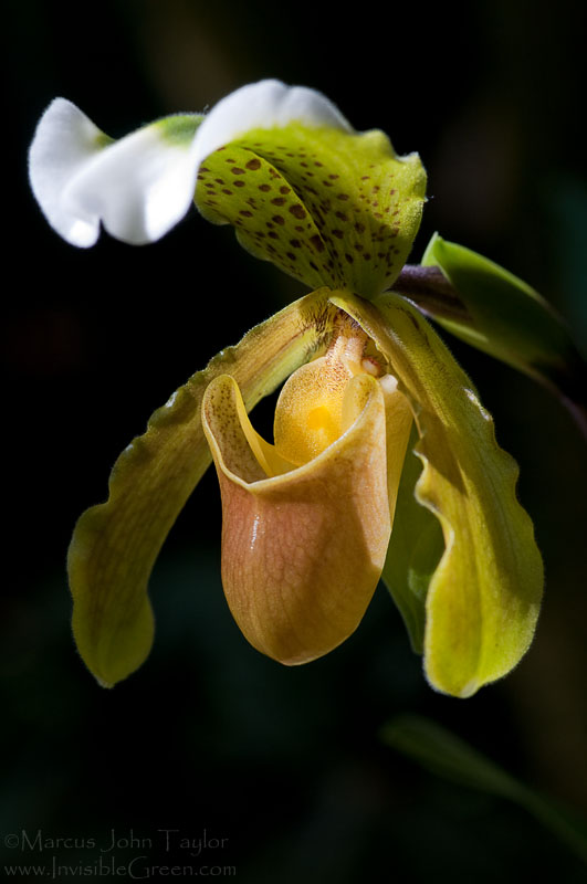 Carnivorous Orchid?