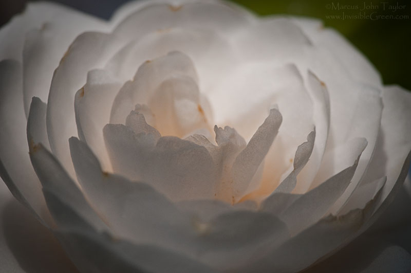 White Camellia Flower -- Camellia japonica